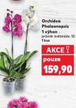 ORCHIDEA - PHALAENOPSIS