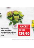 HORTENZIE V KERAMICKÉM KVĚTINÁČI SE SRDCEM
