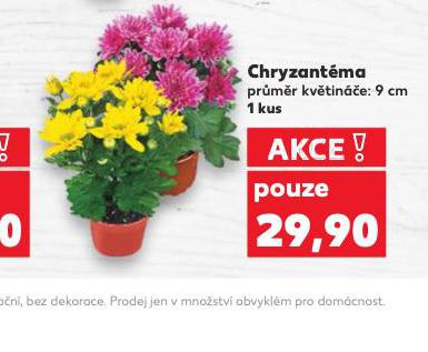 CHRYZANTMA