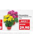 CHRYZANTÉMA