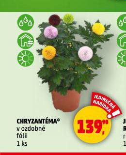 CHRYZANTMA