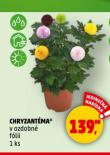 CHRYZANTMA