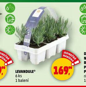 LEVANDULE