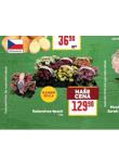 KALANCHOE 4PACK
