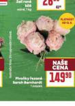 PIVOKY EZAN SARAH BERNHARDT
