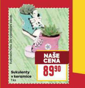 SUKULENTY V KERAMICE