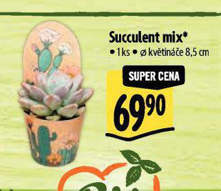 SUCCULENT MIX