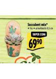 SUCCULENT MIX