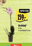 ORCHIDEJ