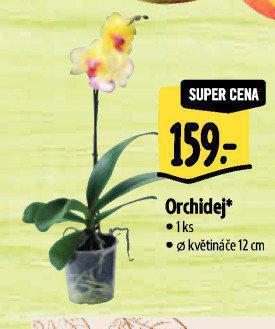 ORCHIDEJ