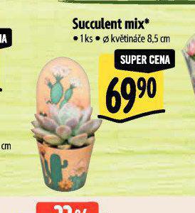 SUCCULENT MIX