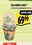 SUCCULENT MIX