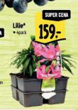 LILIE