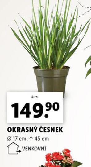 OKRASN ESNEK