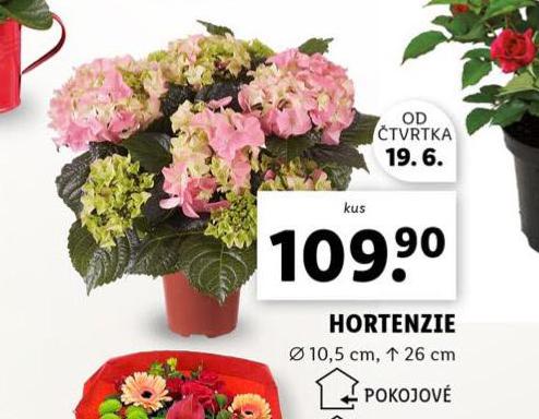 HORTENZIE