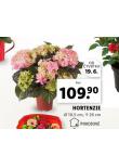 HORTENZIE