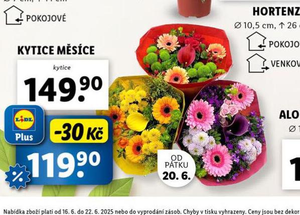 KYTICE MSCE