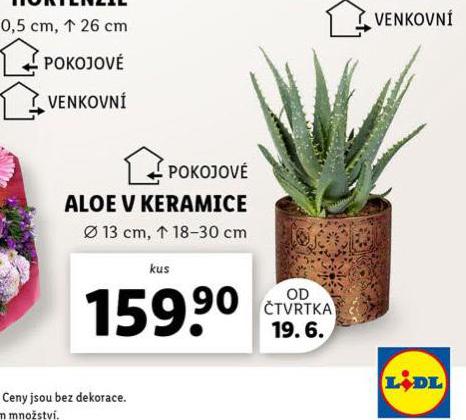 ALOE VE KERAMICE