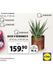 ALOE VE KERAMICE