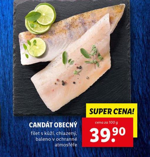 CANDT OBECN