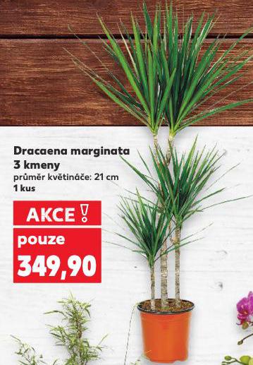 DRACANEA MARGINATA