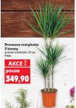 DRACANEA MARGINATA