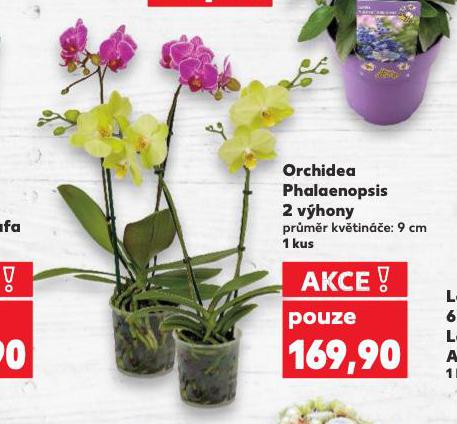 ORCHIDEA PHALAENOPSIS