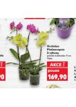 ORCHIDEA PHALAENOPSIS