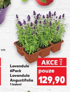 LEVANDULE