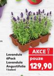 LEVANDULE