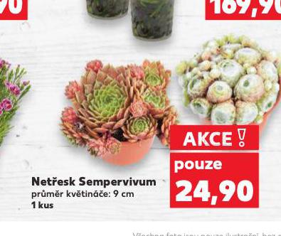 NETESK