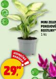 MINI ZELEN POKOJOV ROSTLINY