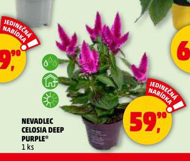 NEVADLEC CELOSIA DEEP PURPLE