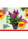 NEVADLEC CELOSIA DEEP PURPLE