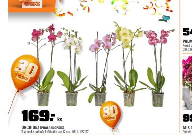 ORCHIDEA - PHALAENOPSIS