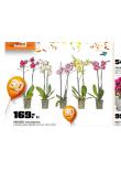 ORCHIDEA - PHALAENOPSIS