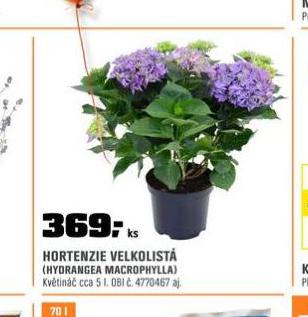 HORTENZIE VELKOLIST