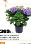HORTENZIE VELKOLIST