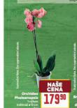 ORCHIDEA - PHALAENOPSIS