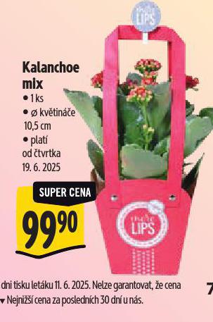 KALANCHOE MIX
