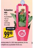 KALANCHOE MIX