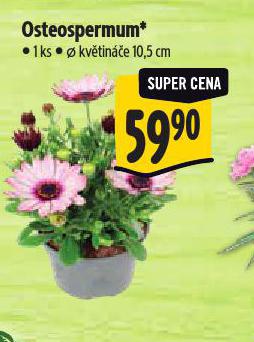 OSTEOSPERMUM