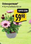 OSTEOSPERMUM