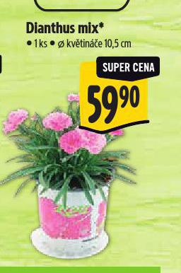 DIANTHUS MIX