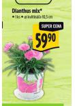 DIANTHUS MIX