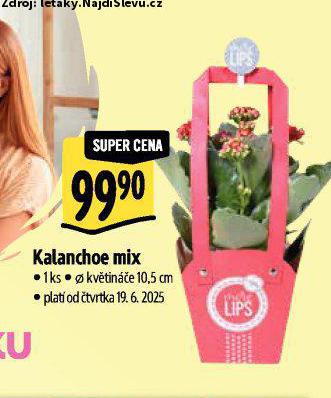 KALANCHOE MIX