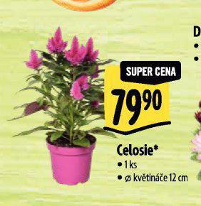 CELOSIE