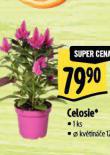 CELOSIE