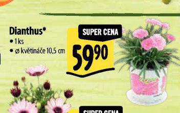 DIANTHUS