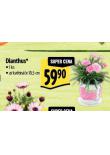 DIANTHUS